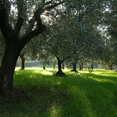 Olive Tree Hill 4*