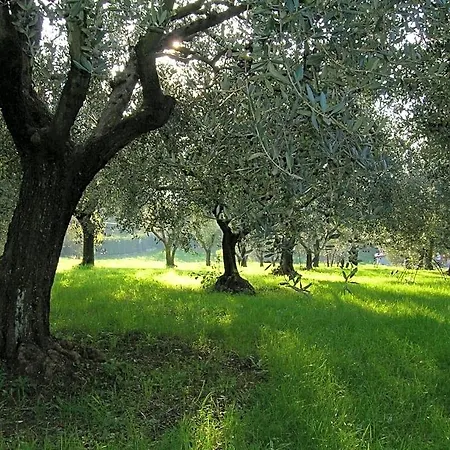 Olive Tree Hill Zagarolo
